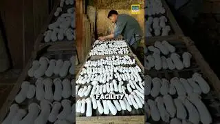How do the Chinese grow bamboo mushrooms? #mushroom #shorts