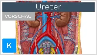 Ureter (Vorschau) - Anatomie des Menschen |&nbsp;Kenhub
