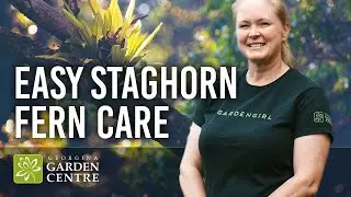 Как поливать папоротник &laquo;Олений рог&raquo;: простой способ от GGC Garden Girl