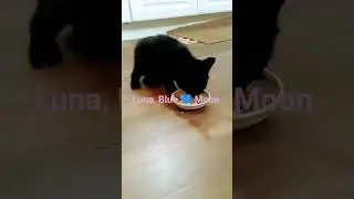 Luna eating food.Luna Comiendo H&iacute;gado. #kitten #cat