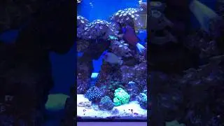 Bro they sold me a orange shoulder tang instead of ￼Lieutenant tang #fish #reeflife #reefaquarium