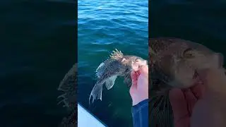 Learn About Black Sea Bass