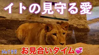 No193 丸太の陰から…イトが見守る愛の瞬間！🦁💞　#円山動物園 　　From behind a log...a moment of love watched over by Ito!