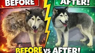 Husky 😍big changes 👌