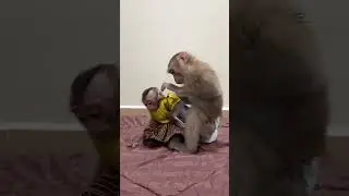 Cute Monkey Jenny she is Take good care to Baby Linda