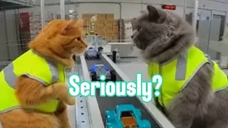 Cats Working Human Jobs Goes Horribly Wrong