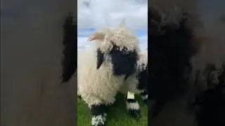 Fluffy sheep with floppy ears #shorts #goat