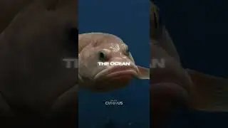 The Animal Kingdom Hides Wonderful Creatures