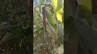 🌽🐄cons&oacute;rcio Milho e capim miyague #agriculturaregenerativa #fazenda #vacasdeleite #pastagem