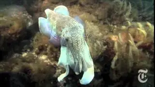 Roger Hanlon and the Amazing Cuttlefish