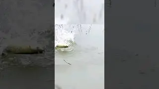 Aggressive Fish 3 hook🪝fishing technique 🎣|| Rohu Fishing || Best hook fishing🐟#fishing #fyp #water