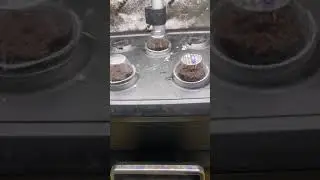 Smoking monkey genetics strawberry cookie auto flower grow
