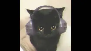 ROCKET BODY CAT