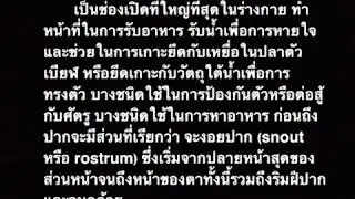 บทที่6 ระบบทางเดินอาหาร (Digestive System)