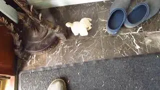 Spikey Cat Malfunction.  #youtubeshorts#funnycats#bulletcats
