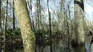 Hutchinson Mill Creek on the Withlacoochee River at GA 122 2016-02-12