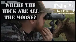 Where the heck are all the moose? | ND Archery Moose Hunt | NPLife