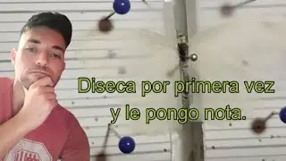 Enseño a un amigo a cazar y disecar su primera mariposa