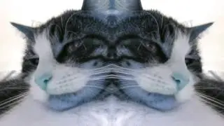 Check me out I'm a Cat!!