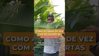 Como acabar com as lagartas atacando suas plantas! ✅