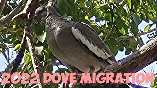 2022 Dove Migration