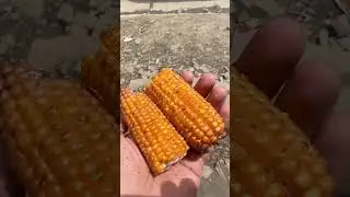 Rs.100 Sweet corn at 13000ft. babusar top