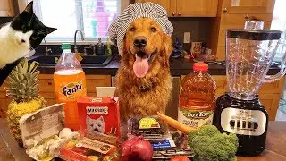 Funny Chef Dog Earl Makes Smoothies! Cat Makes A Mess