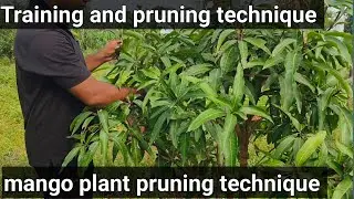 Mango plant training and pruning technique/ how to prune a mango plant 