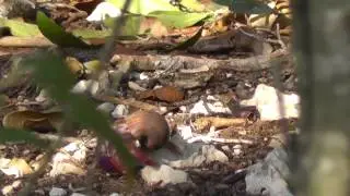 hermit crab, Cuba, 13 April 2013