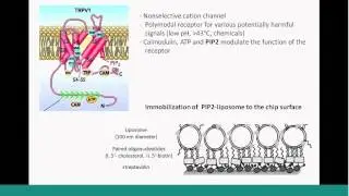 Biomolecular Interaction Analysis with the ProteOn&trade; XPR36 System