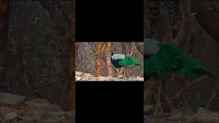 beautiful peacock in jungle #wildlife