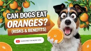 Can Dogs Eat Oranges? (Risks & Benefits)