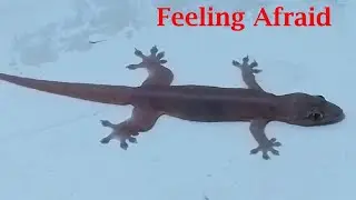 House Lizard Feeling Afraid