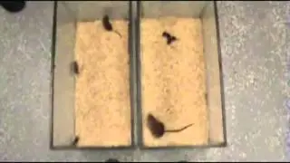 Peromyscus Mouse Paternal Behavior