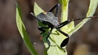 The Mictis longicornis