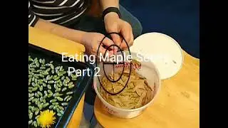Eating Maple Seeds Part 2