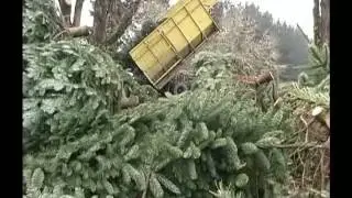 Holiday Tree Farms - Harvest