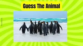❄️🐧 Antarctica Animal Quiz  | Test Your Polar Wildlife Knowledge  |  🐋🌨️