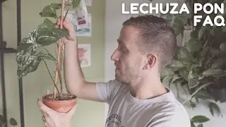 Lechuza Pon FAQ | Planting Plants | Houseplants