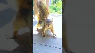 Squirrel Chic: Fall's Latest Fashion Trend!🐿️🍂🍁❤️😆
