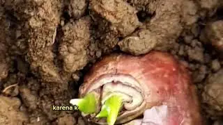 SIDAK!!Tanaman Bawang Merah Umur 7 hst | Bawang Merah Jenis Tajuk (Thailand-Nganjuk) Musim Penghujan