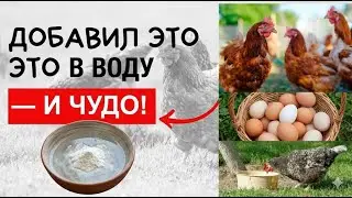 Я добавил этот порошок в воду, и мои куры начали нестись каждый день без единого перерыва