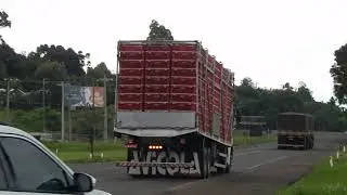 Avicula Joinville