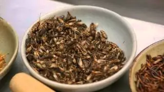Bugs on the Menu: OLO - Ingredients