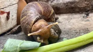 A Giant Snail’s Guide to Life