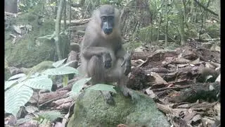 Bioko Island Drill Monkey