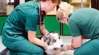 Pet Health Club Advert