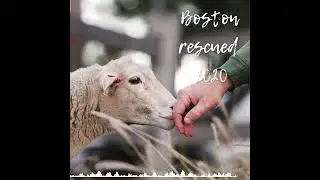 18 lucky lambs - Farm Animal Rescue
