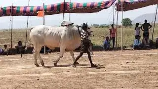 ongole jathi gittalu power full gittalu rajasam