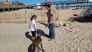 Ocean City Sunfest 2022 Dock Diving Competition